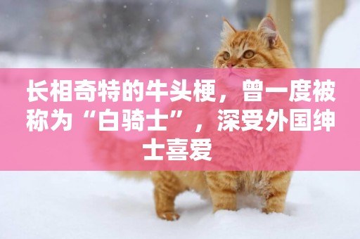 長相奇特的牛頭梗，曾一度被稱為“白騎士”，深受外國紳士喜愛 