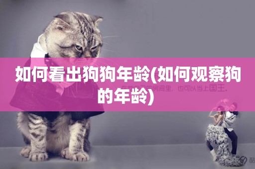 如何看出狗狗年齡(如何觀察狗的年齡) 