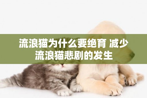 流浪貓為什么要絕育 減少流浪貓悲劇的發生