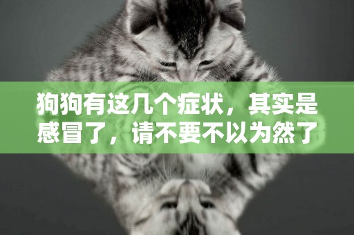 狗狗有這幾個癥狀，其實是感冒了，請不要不以為然了 