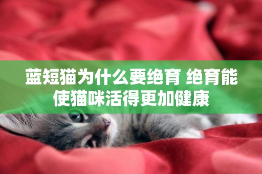 藍短貓為什么要絕育 絕育能使貓咪活得更加健康