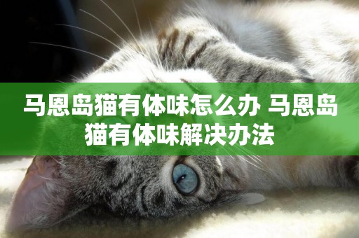 馬恩島貓有體味怎么辦 馬恩島貓有體味解決辦法