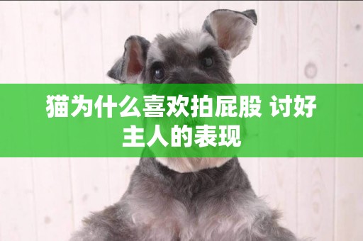 貓為什么喜歡拍屁股 討好主人的表現