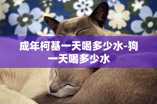 成年柯基一天喝多少水-狗一天喝多少水