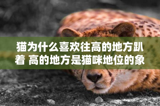 貓為什么喜歡往高的地方趴著 高的地方是貓咪地位的象征