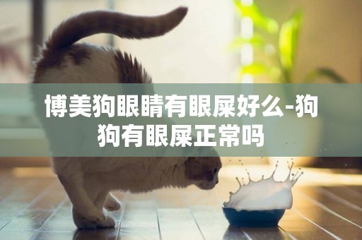 博美狗眼睛有眼屎好么-狗狗有眼屎正常嗎