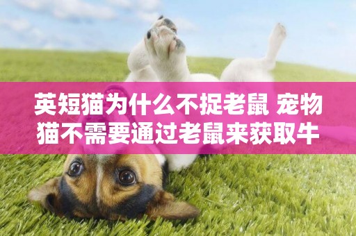英短貓為什么不捉老鼠 寵物貓不需要通過老鼠來獲取牛磺酸