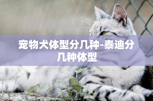 寵物犬體型分幾種-泰迪分幾種體型