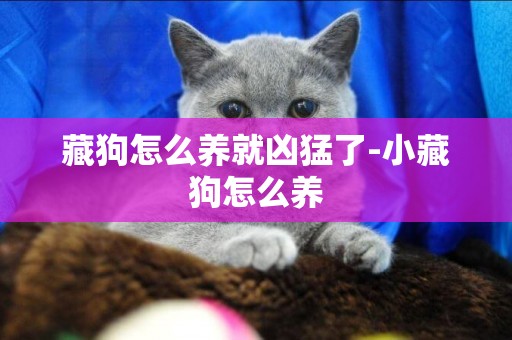 藏狗怎么養就兇猛了-小藏狗怎么養