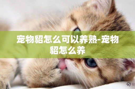 寵物貂怎么可以養熟-寵物貂怎么養