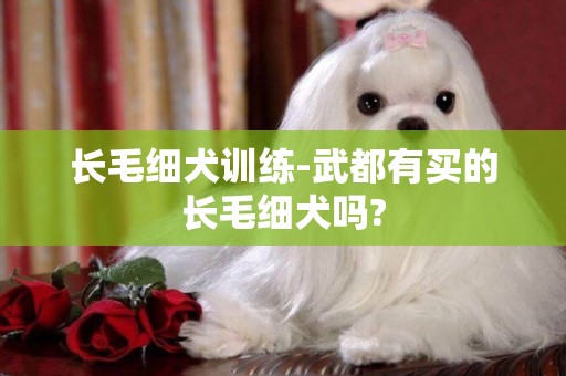 長毛細犬訓練-武都有買的長毛細犬嗎?