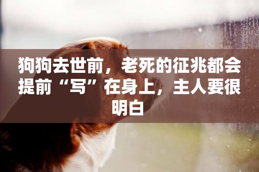 狗狗去世前，老死的征兆都會提前“寫”在身上，主人要很明白 