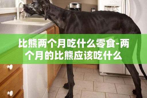 比熊兩個月吃什么零食-兩個月的比熊應該吃什么