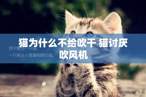貓為什么不給吹干 貓討厭吹風機