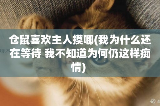 倉鼠喜歡主人摸哪(我為什么還在等待 我不知道為何仍這樣癡情) 