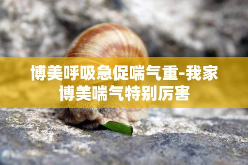 博美呼吸急促喘氣重-我家博美喘氣特別厲害