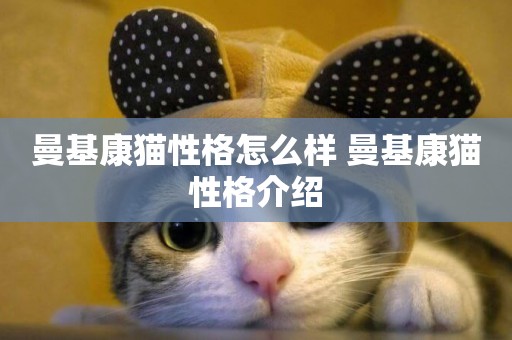 曼基康貓性格怎么樣 曼基康貓性格介紹