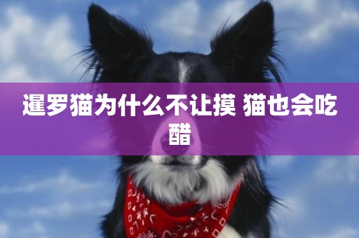 暹羅貓為什么不讓摸 貓也會吃醋