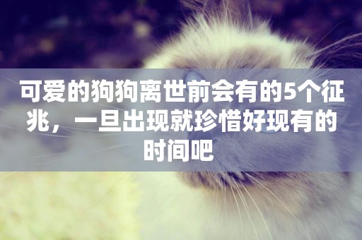 可愛的狗狗離世前會有的5個征兆，一旦出現就珍惜好現有的時間吧 