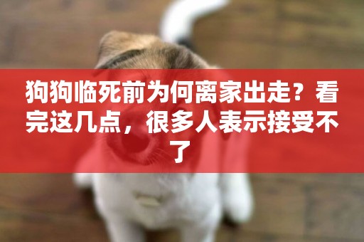 狗狗臨死前為何離家出走？看完這幾點，很多人表示接受不了 