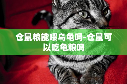 倉鼠糧能喂烏龜嗎-倉鼠可以吃龜糧嗎