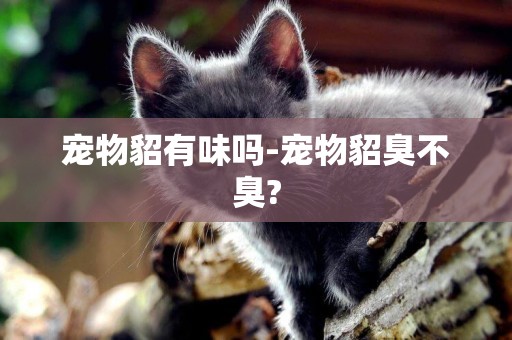 寵物貂有味嗎-寵物貂臭不臭?
