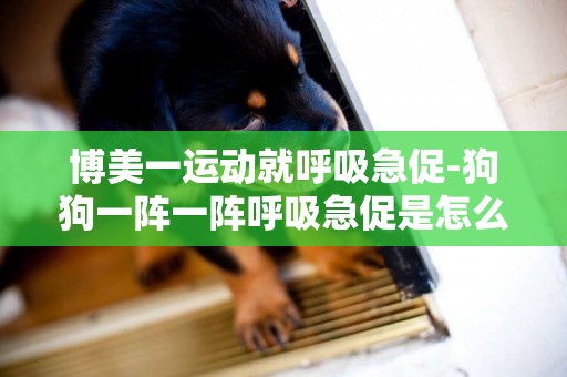 博美一運動就呼吸急促-狗狗一陣一陣呼吸急促是怎么回事