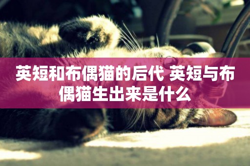 英短和布偶貓的后代 英短與布偶貓生出來是什么