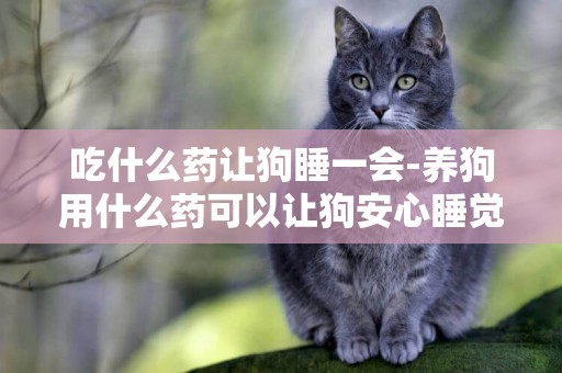 吃什么藥讓狗睡一會-養狗用什么藥可以讓狗安心睡覺