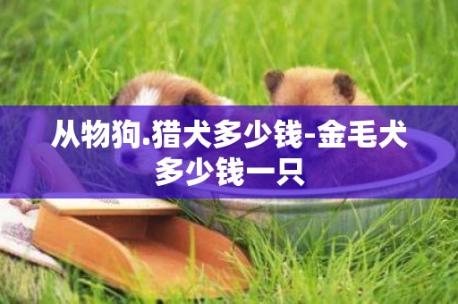 從物狗.獵犬多少錢-金毛犬多少錢一只