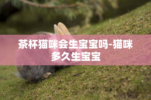 茶杯貓咪會生寶寶嗎-貓咪多久生寶寶