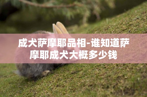 成犬薩摩耶品相-誰知道薩摩耶成犬大概多少錢