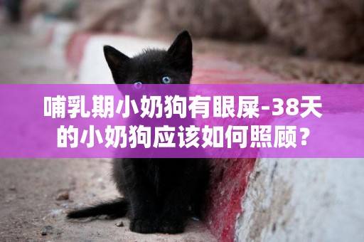 哺乳期小奶狗有眼屎-38天的小奶狗應該如何照顧？