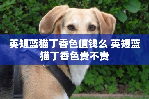 英短藍貓丁香色值錢么 英短藍貓丁香色貴不貴