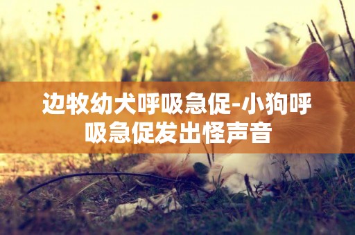 邊牧幼犬呼吸急促-小狗呼吸急促發出怪聲音