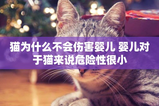 貓為什么不會傷害嬰兒 嬰兒對于貓來說危險性很小