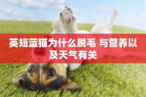 英短藍貓為什么脫毛 與營養以及天氣有關