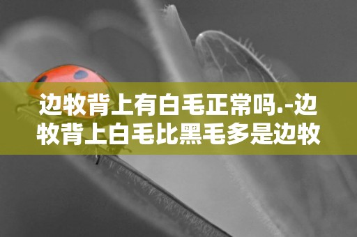邊牧背上有白毛正常嗎.-邊牧背上白毛比黑毛多是邊牧嗎
