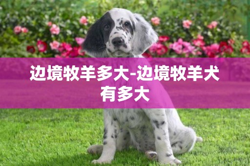 邊境牧羊多大-邊境牧羊犬有多大