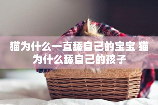 貓為什么一直舔自己的寶寶 貓為什么舔自己的孩子