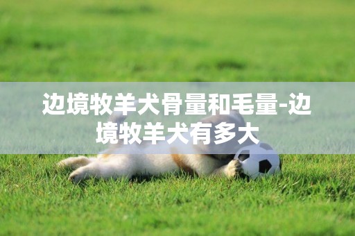 邊境牧羊犬骨量和毛量-邊境牧羊犬有多大