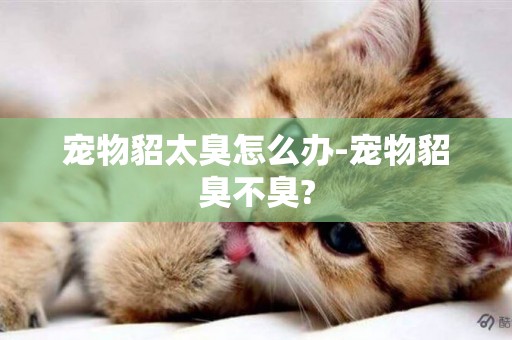 寵物貂太臭怎么辦-寵物貂臭不臭?