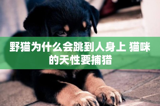 野貓為什么會跳到人身上 貓咪的天性要捕獵
