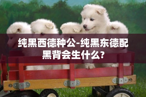 純黑西德種公-純黑東德配黑背會生什么?