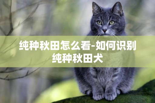 純種秋田怎么看-如何識別純種秋田犬