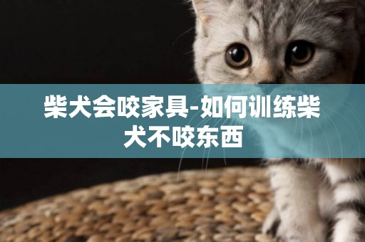 柴犬會咬家具-如何訓練柴犬不咬東西