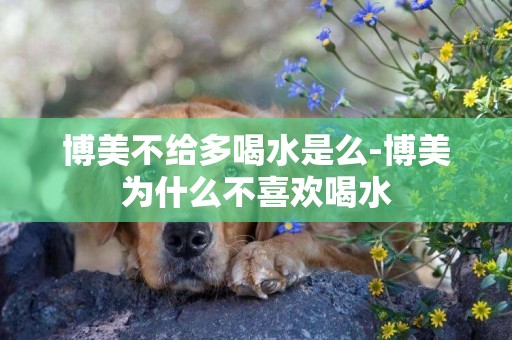 博美不給多喝水是么-博美為什么不喜歡喝水