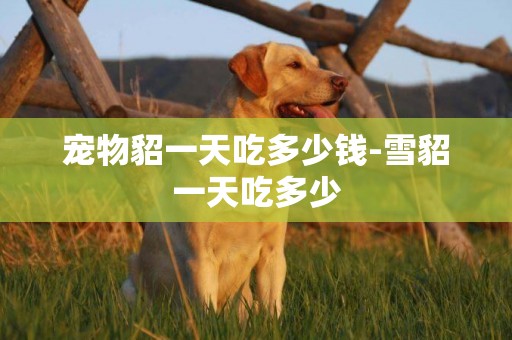 寵物貂一天吃多少錢-雪貂一天吃多少