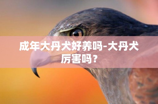 成年大丹犬好養嗎-大丹犬厲害嗎？