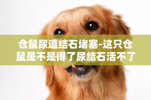 倉鼠尿道結石堵塞-這只倉鼠是不是得了尿結石活不了了